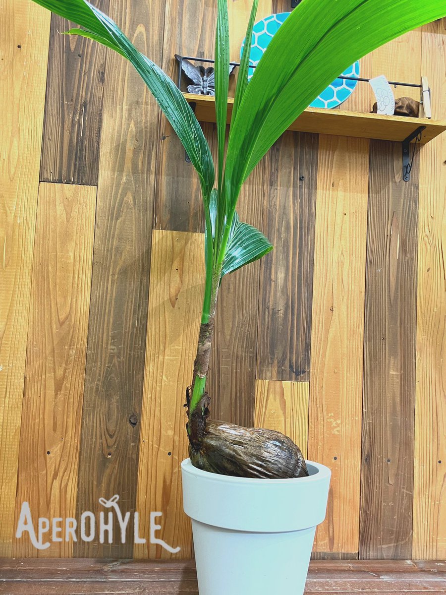 aperohyle's tweet photo. #ココナッツ
#観葉植物
#アペロヒューレ https://t.co/pjT3255Uj8