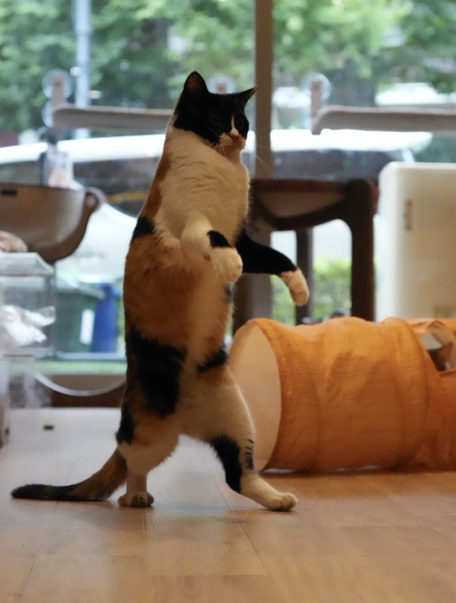 bakenekocafe's tweet photo. 日本拳法猫　いくらたん

中段の構えから、
突手と同足を前に出し、
突手の親指を上に向け、縦拳を繰り出しています！

見事な直突です！ https://t.co/ClmBAV9kUq