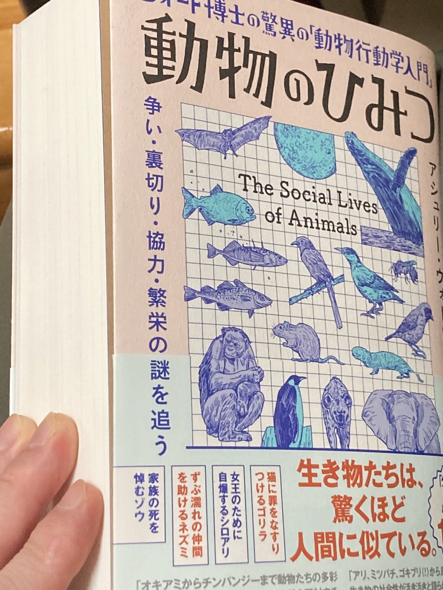 82hani82hani's tweet photo. 動物のひみつ読み終えた。700頁は流石にヤクい。色々面白かったが、やはりボノボが印象的だったかな。700頁の内容ほぼ忘れたが。 https://t.co/M9XLhvnBy8