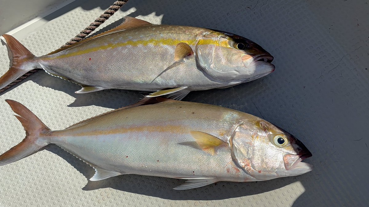 hiroanisan's tweet photo. 梅雨明け一発目🎣
波・風やや強くなんとか出撃出来た😮‍💨
根魚数匹釣って、青物ジギング💪🎣💪
ネリゴ２匹は上出来👏ただ、なす術なく切られたヤツは残念😭次回リベンジ💪😤💪 https://t.co/3IGehL7M6b