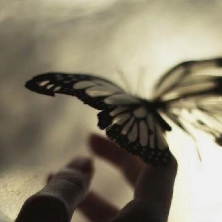 vibes_of_AI's tweet photo. 🦋A fragile encounter filled with wonder, joy, and the quiet fear of losing it too soon. #butterfly #naturephotography #wildlife #slowmoments #mindfulness #healing #naturelovers #photography #dreamy https://t.co/X4rStYbOEU