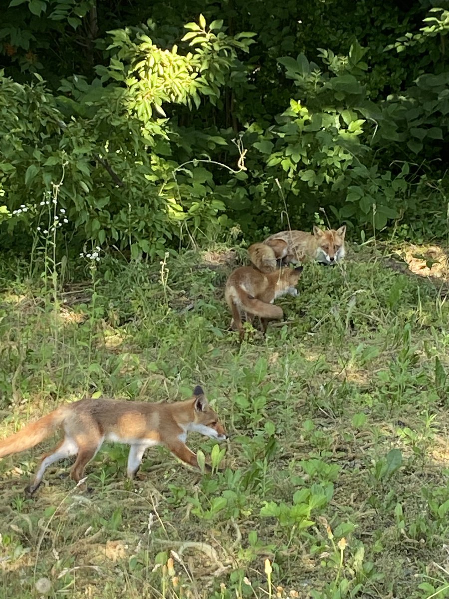 Merome_Auroya's tweet photo. これは先日家の近くで見かけたお狐様たち🦊ｶﾜﾖ https://t.co/QE6hCTi4uY