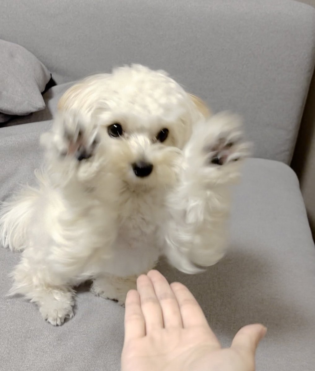 potato_maltipoo's tweet photo. 生後3ヶ月→生後4ヶ月→1歳
お手の仕方はずっと変わらない😂 https://t.co/WmRyUJHKO1