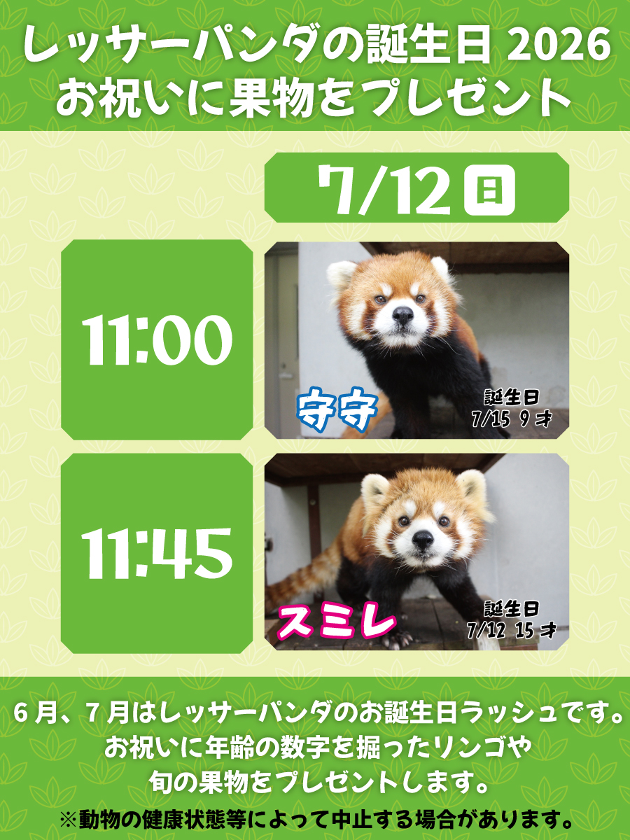 nhdzoo's tweet photo. 【令和8年7月12日のイベント】 
🔴レッサーパンダお誕生日2026🔴
7月12日は「守守」「スミレ」の2頭をお祝いします🍎

⏰7月12日㊐ 
📍レッサーパンダ館＆レッサーパンダ飼育棟

#日本平動物園 #nihondairazoo #レッサーパンダ https://t.co/QZitzZhBtk