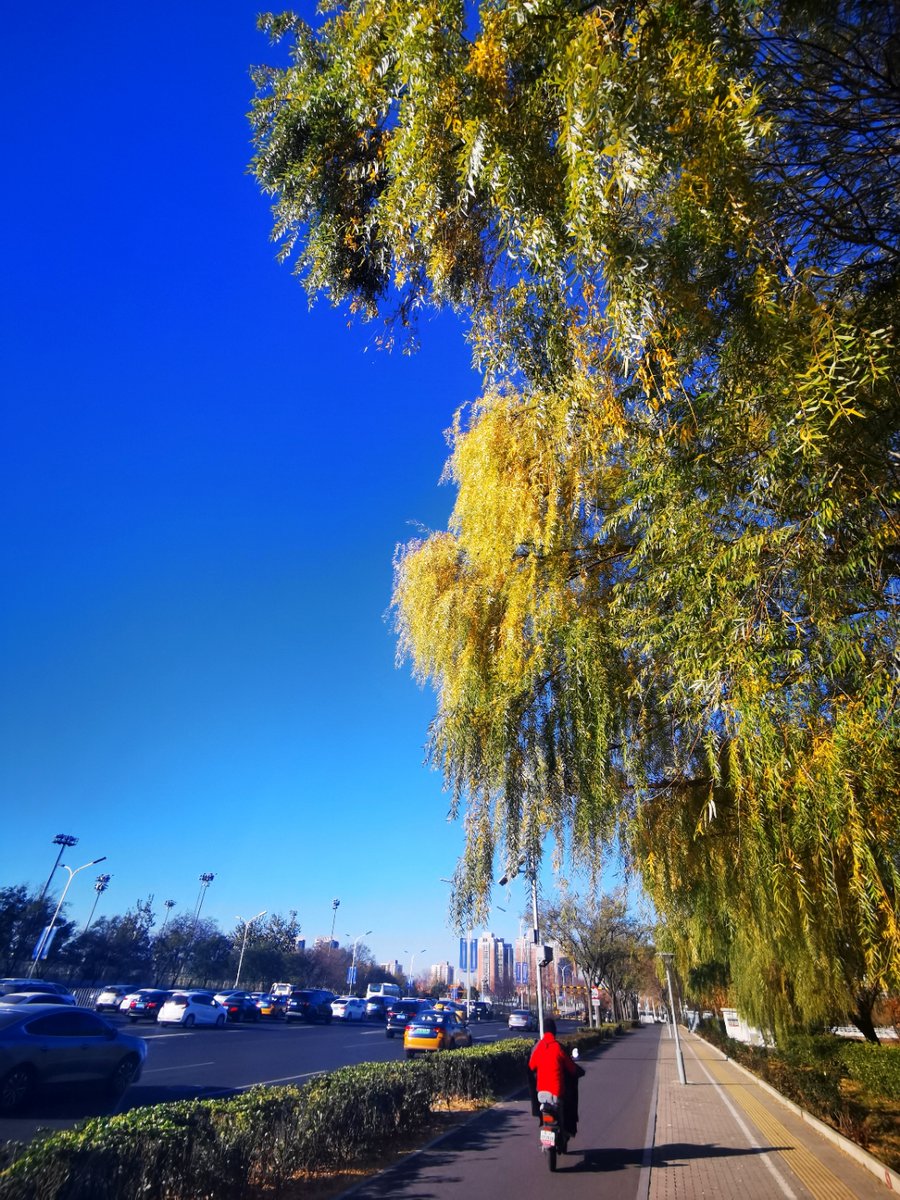 cypek_1234's tweet photo. Chilly autumn breeze is here — time to grab your thick coat, sip warm coffee, and enjoy the golden falling leaves. ， https://t.co/oJcbEESraU