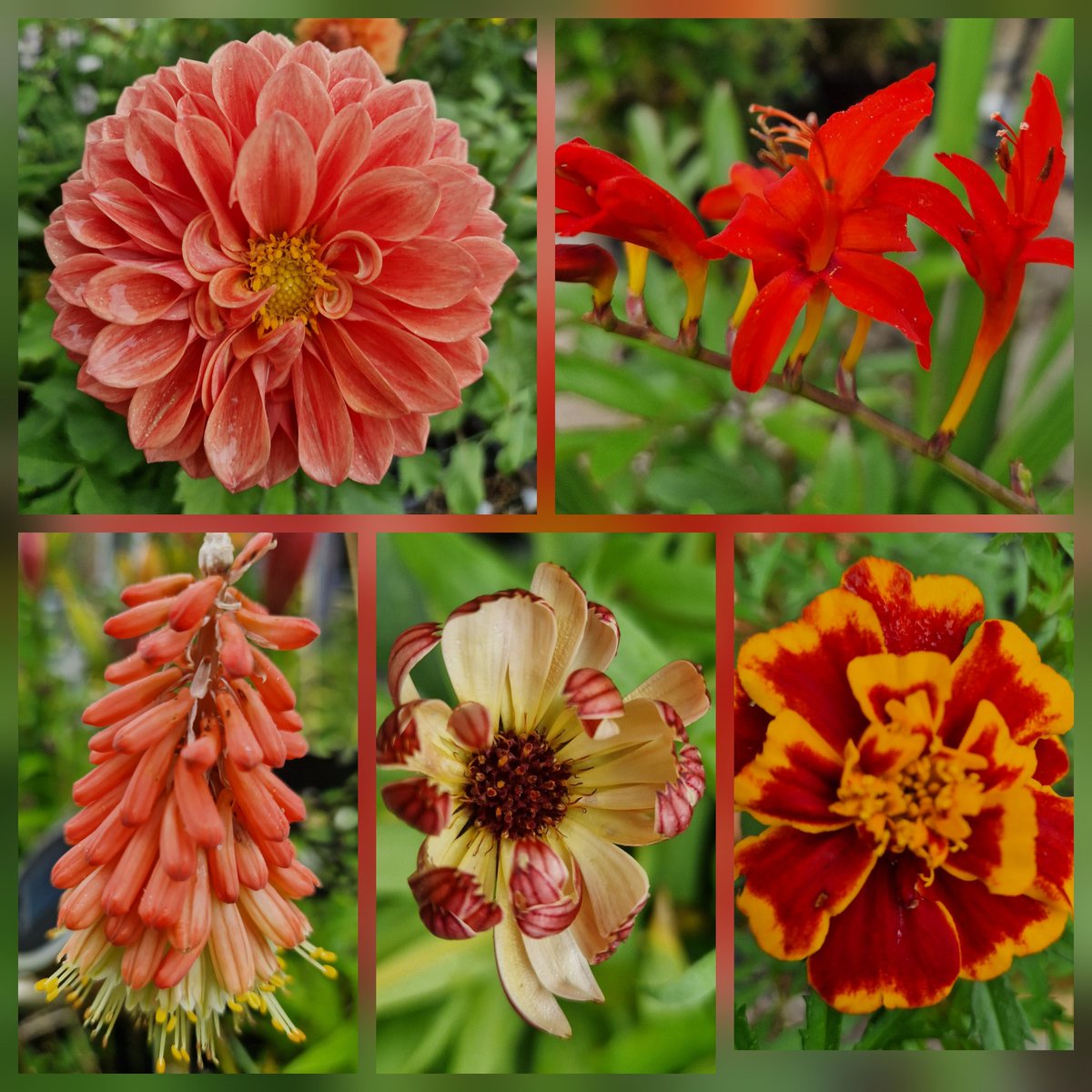 SkyDiaryScot's tweet photo. #FlowersOnFriday – from soft peach to fiery scarlet, summer is putting on a show.
#FiveOnFriday https://t.co/iZ2Aj2yyvQ