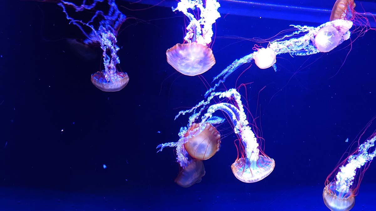 TubeSet_net tweet picture