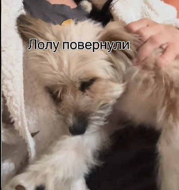 Bylbyleva's tweet photo. Лолу повернули!На жаль,киця,яка живе багато років у цій сімʼї, дуже почала стресувати:не їла,не пила,в туалет не ходила і взагалі не рухалась.Було прийнято рішення,звісно,на користь киці,але ця сімʼя просто ридала.Так їм сподобалася Лолочка!Таке,на жаль, буваєЛола знайде свій дім https://t.co/5hpomZbgiV