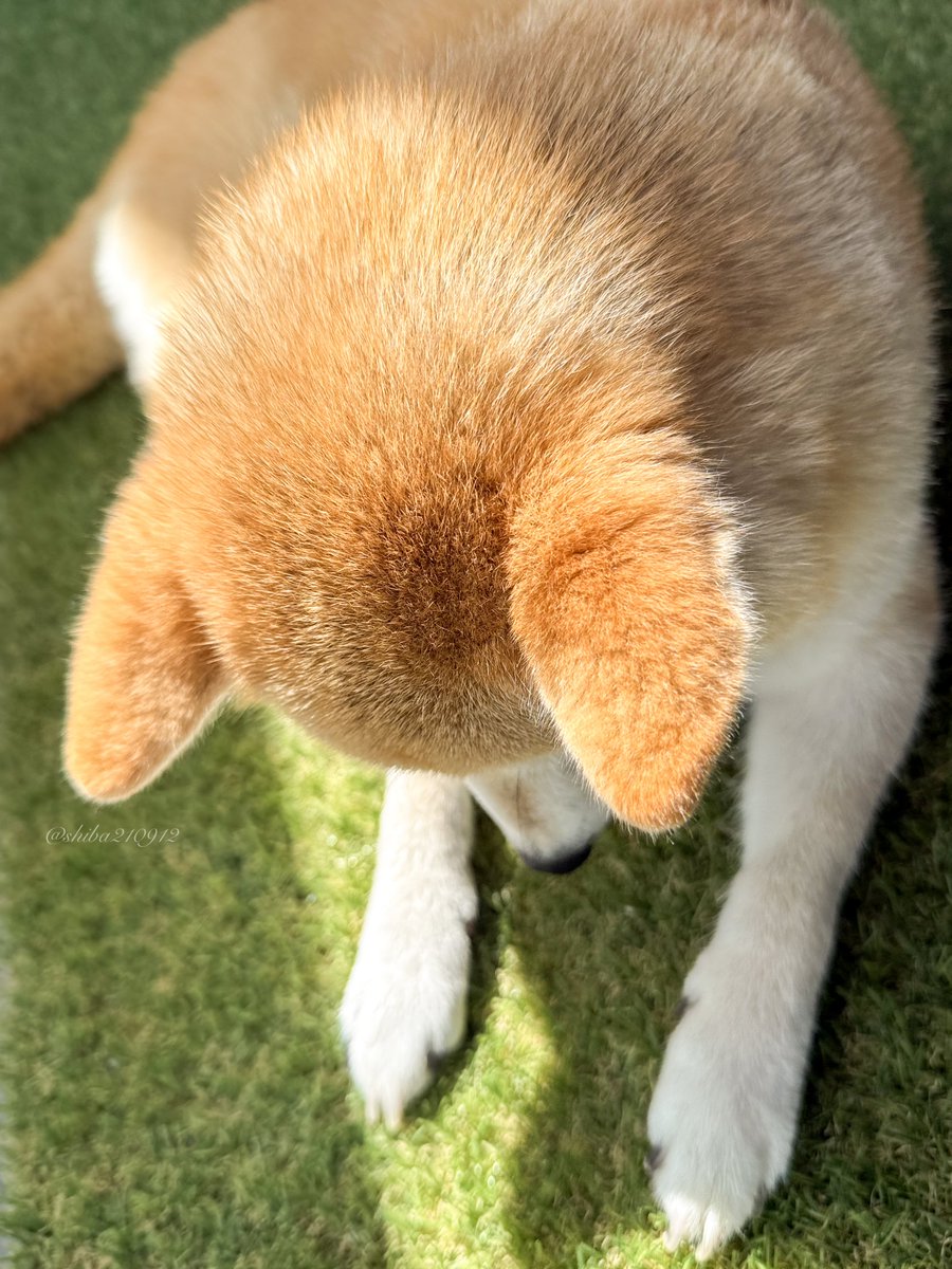 柴犬もも (@shiba210912) / Posts / X