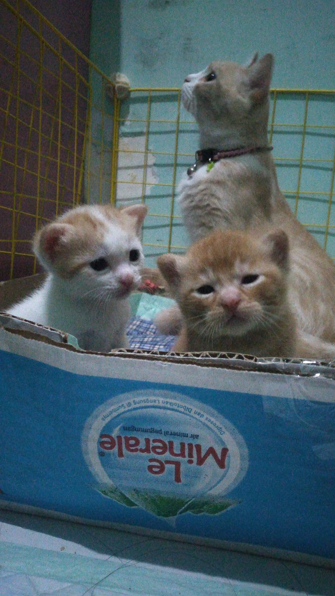 Mochotee's tweet photo. MASIH TIDAK MENYANGKAAA DRI secimit JADI SECIMITTTTTT https://t.co/8pEiQ3Kvm1