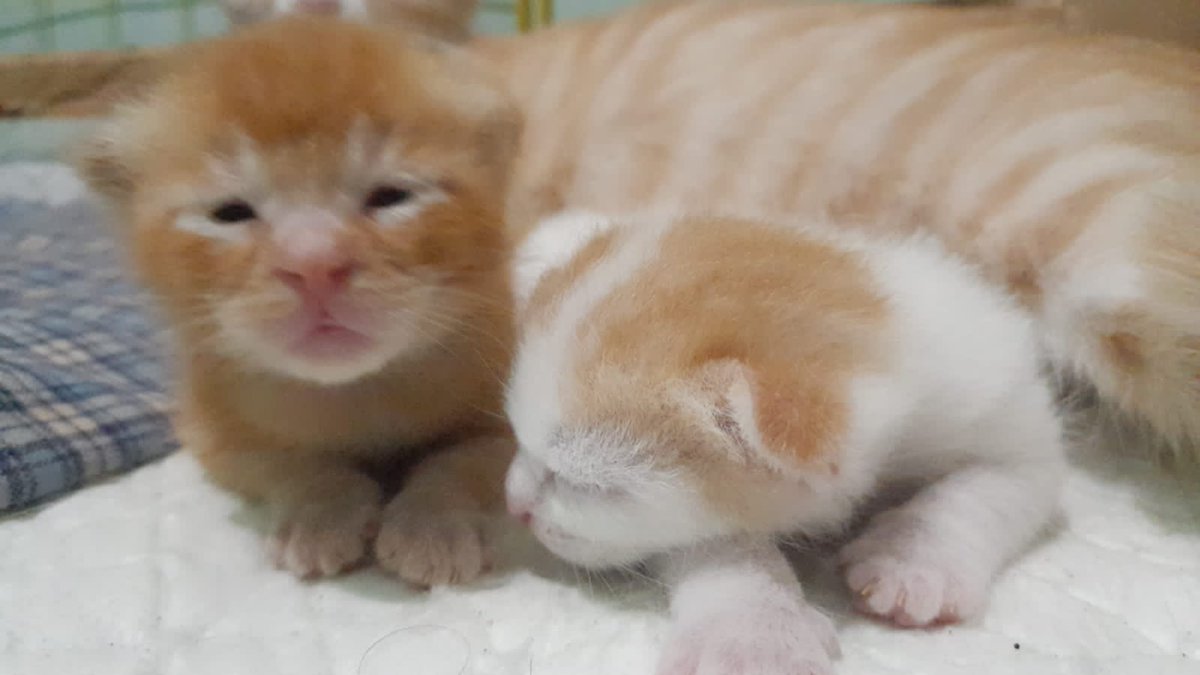Mochotee's tweet photo. MASIH TIDAK MENYANGKAAA DRI secimit JADI SECIMITTTTTT https://t.co/8pEiQ3Kvm1
