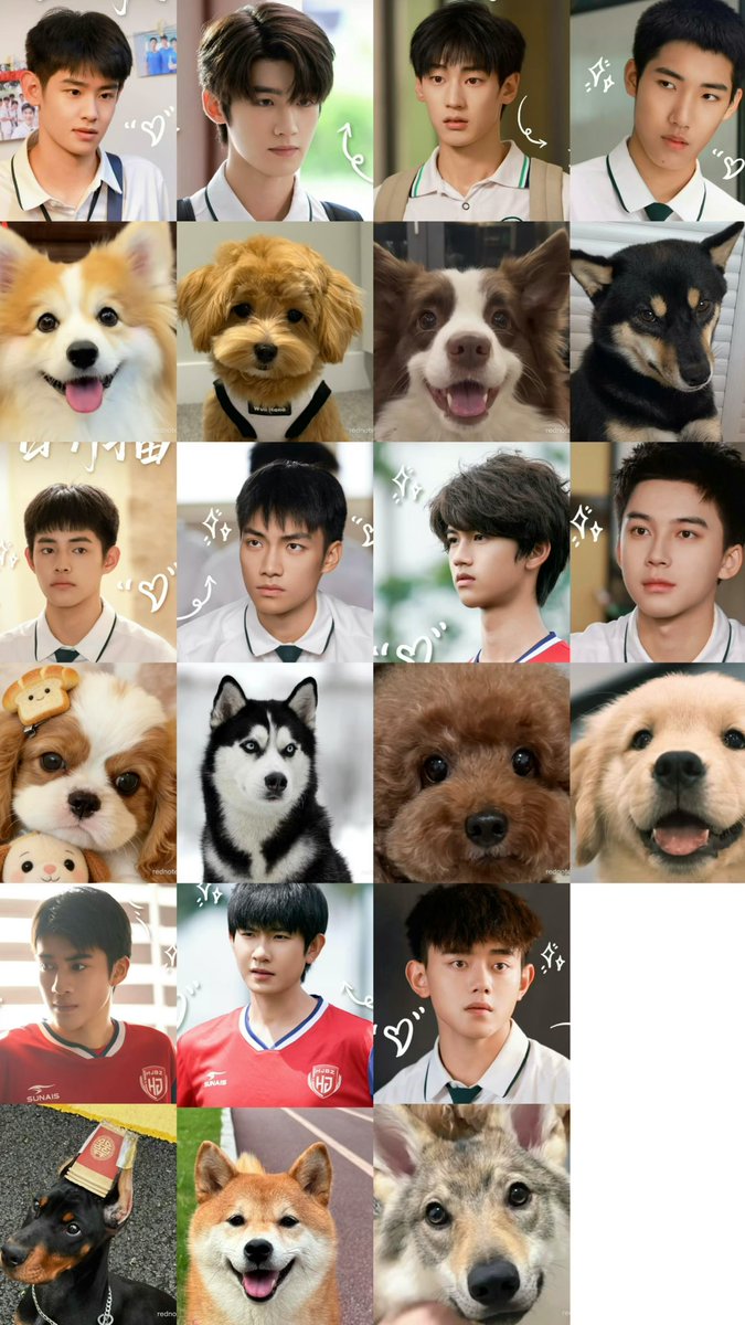 miaomiaomooo's tweet photo. แก๊งหงจิ่งบ้อกแบ้กบอย555555555 เปิดมาเจอเฉิงเย่หลุดขำเลย55 แต่ถ้าดูนิสัยน้องๆแต่ละตุวก็ตรงมาก
ฉินเอ๋า= คอร์กี้ สดใส น่ารัก ยิ้มง่าย เหมือนเด็กดี(ลูกฉันเป็นคนดี)ขี้เล่น
น้องฟู่ = บอร์เดอร์คอลลี่ ฉลาด สุภาพ ตั้งใจเรียนเป็นเด็กดีมีวินัย

#RoadToSuccess ⚽️
#ดาวประกายพร่างพรายฝัน ✨ https://t.co/py8p6bx259