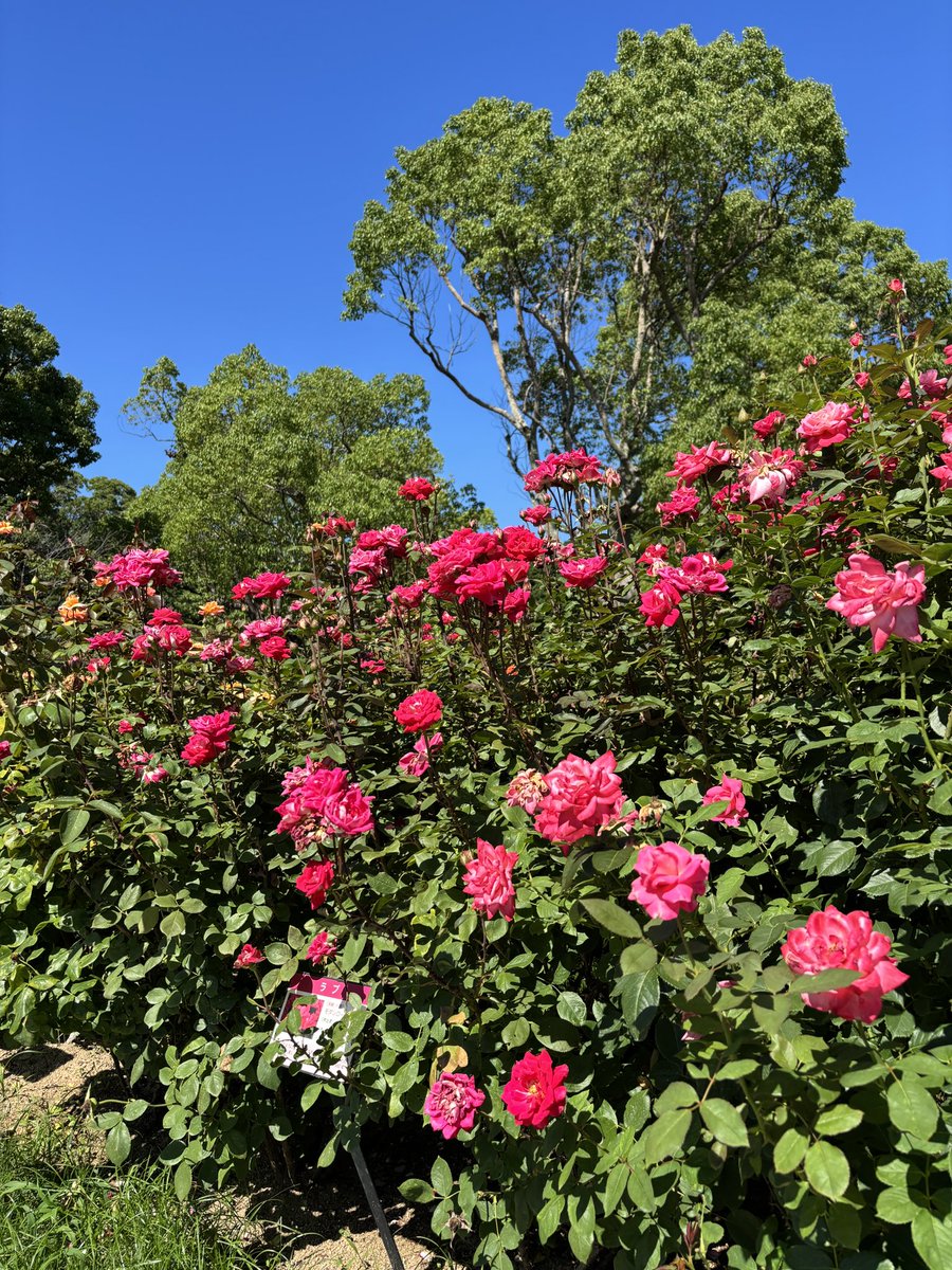 sumarikyu_kobe's tweet photo. 7/10☀️
梅雨も明け、すっかり夏らしいお天気になりました🎐
バラの二番花は見頃が続いています🌹
草木の青さに囲まれ、春秋のバラ園とはまた異なる風景をお楽しみいただけます😊
まだ見頃は続きますので週末に来られる方はぜひご覧ください👍
#バラ #薔薇 #バラ園 #ローズガーデン https://t.co/f8yTsZhseQ
