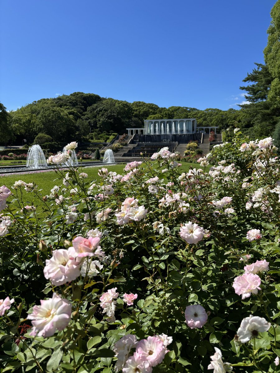 sumarikyu_kobe's tweet photo. 7/10☀️
梅雨も明け、すっかり夏らしいお天気になりました🎐
バラの二番花は見頃が続いています🌹
草木の青さに囲まれ、春秋のバラ園とはまた異なる風景をお楽しみいただけます😊
まだ見頃は続きますので週末に来られる方はぜひご覧ください👍
#バラ #薔薇 #バラ園 #ローズガーデン https://t.co/f8yTsZhseQ
