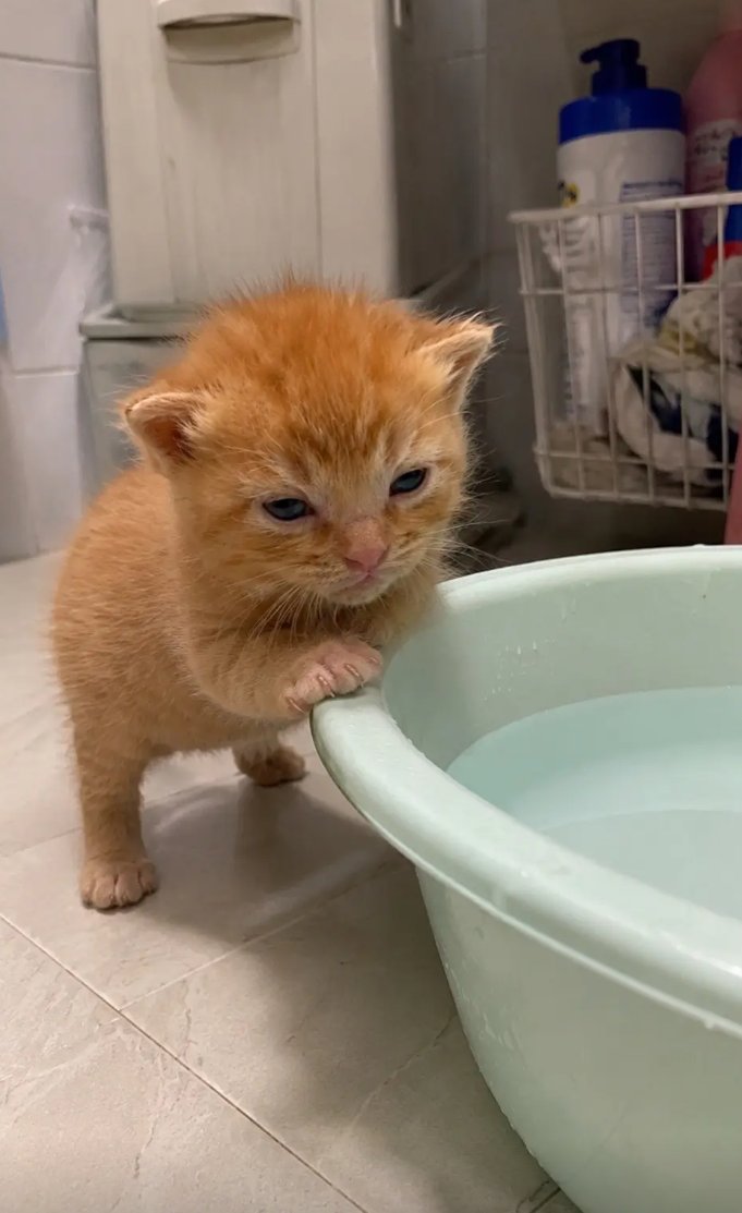 culAnimal's tweet photo. 小猫很不高兴，因为它不喜欢洗澡 https://t.co/j8lGiKMetK
