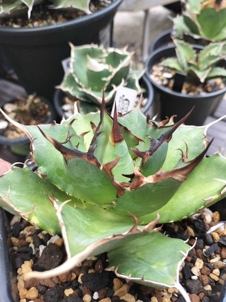 yuicchi321's tweet photo. 岡田さんのハゲス育成コンテスト。
忘れかけてるけど頑張ってます！
植え替えて形も整ってきたよ

タグ付けの名前はどれだ(笑)
@dozewtallflower
#ハゲスコンテスト
#ハゲス育成コンテスト
#ハゲ散ら育成コンテスト https://t.co/COm7O7xw2V
