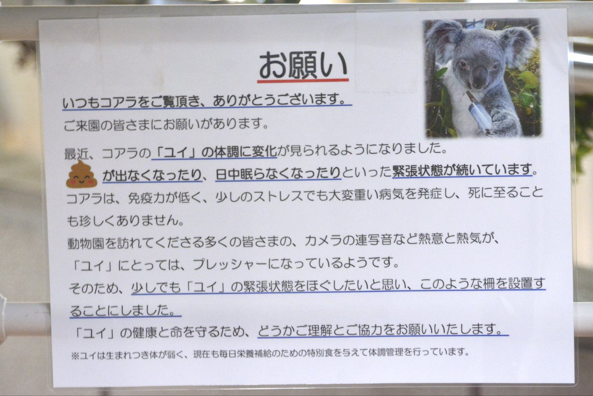 sdo_sdo's tweet photo. 自戒もこめて。
一瞬でも逃したくなくて、自分だけの世界に入ってしまう気持ち、みなさまもご一考いただけたら嬉しいです。

金沢の白い柵はたんぽぽ10か月の頃、ユイちゃんの前から始まりました。ここからぼたんとたんぽぽがよく見えたのです。
(2021.3)
#金沢動物園 #コアラ https://t.co/hYAQwiDRvB