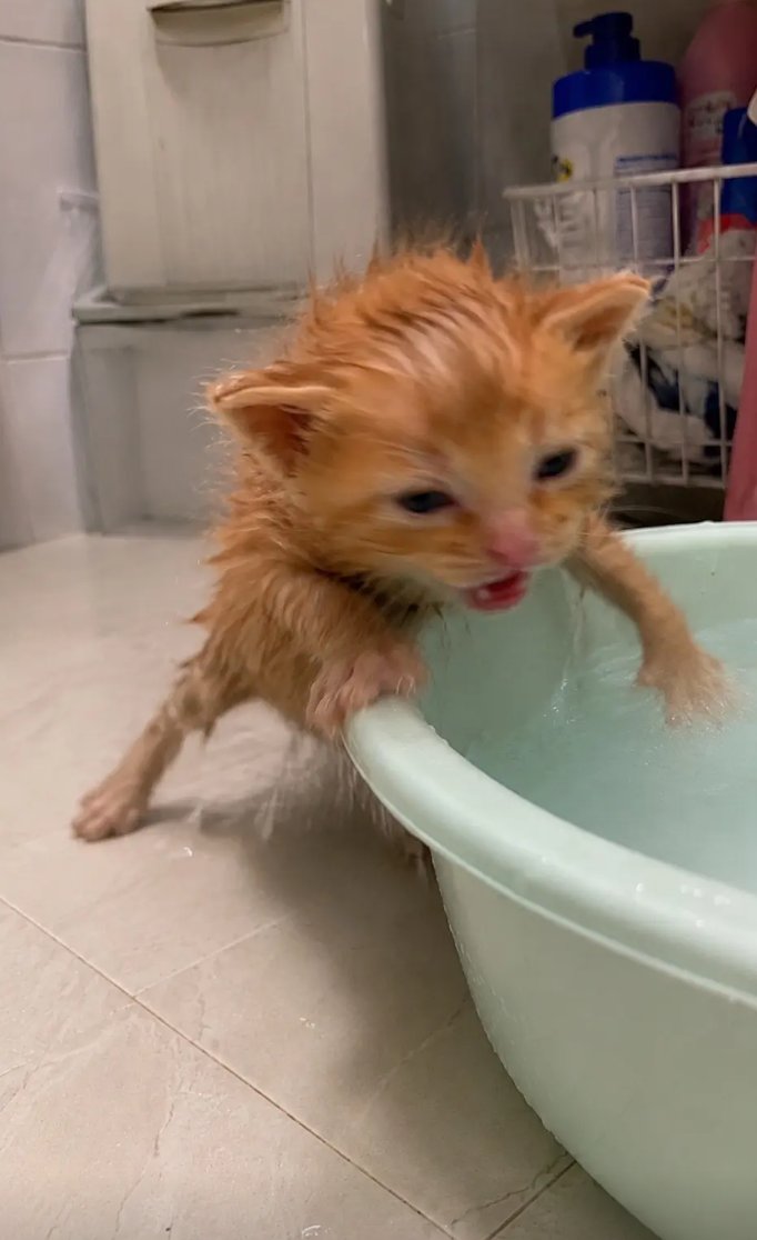 culAnimal's tweet photo. 小猫很不高兴，因为它不喜欢洗澡 https://t.co/j8lGiKMetK
