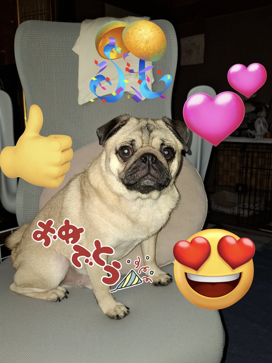 PUG_Azuki0820's tweet photo. @tochiyama0531 サンちゃん、６歳おめでとうございます🎁🎂🎉😉❤
大豆からもお祝い㊗️させてください!
( ^-^)ノ∠※。.:*:・'°☆
僕も先輩のように 
素敵なキック できるように
精進しますっ💪 https://t.co/FFaEOR2VbO