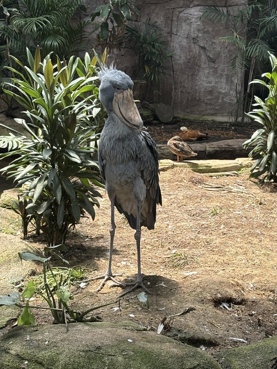 _aaii311's tweet photo. 那須高原にたまごっちのご当地キーホルダー見つけたの！！！！どれ買う？！スカイツリーとかは東京いったら買えるし！

日光行ってないけどききっちのやつにしようかな？！でも餃子も可愛い😍🥟 https://t.co/fUBjm0ZZyY