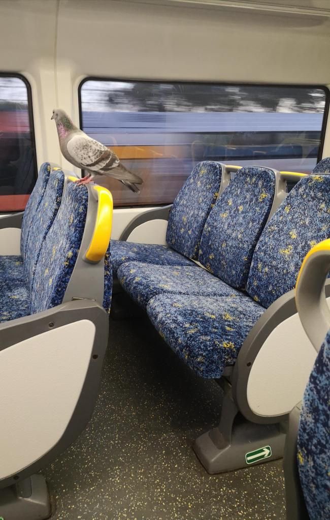ichewthings's tweet photo. where could he be going https://t.co/WqboTR5h6s