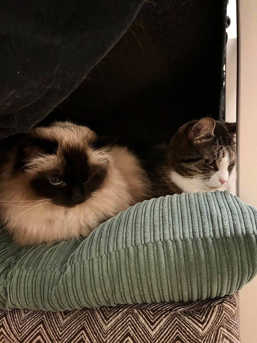 trond_solberg71's tweet photo. Hi 😊 Norwegian here.

I mostly post about Norwegian social democracy (healthcare, education, childcare), but also share nature photos from Harstad, cat pictures, and occasionally my political opinions.

Want to read more about life in a social democracy?
Find me on Threads 😊 https://t.co/c8ngHK4tJg