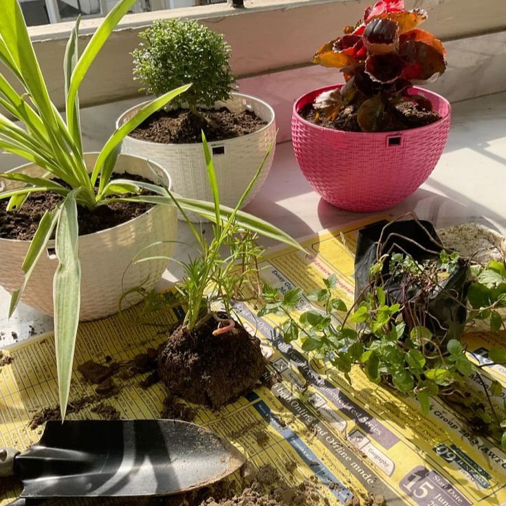 obliveronique's tweet photo. ㅤ ㅤ
ㅤ ㅤ   　https://t.co/4GTCIUeAj4ㅤ ㅤ ㅤ finally done transferring my new babies here in my apt.
ㅤ ㅤ https://t.co/B9t0BXqN4D