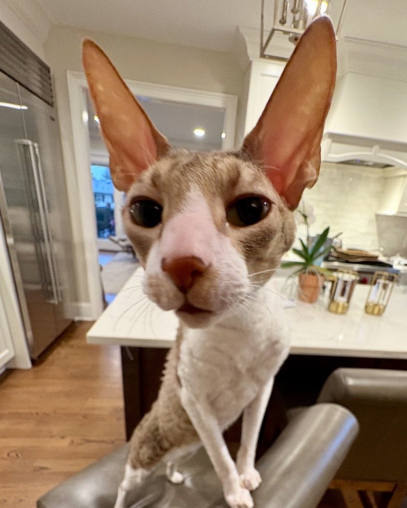 madsflx's tweet photo. only needs One popcorn https://t.co/4Z4OGFh6EI