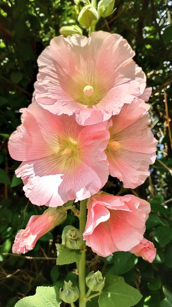 s4r4h_l's tweet photo. #FlowersOnFriday with pretty hollyhocks in #Birmingham last weekend. #bloomscrolling #DailyFlowers #vitaminN https://t.co/6bgI1PXKkw