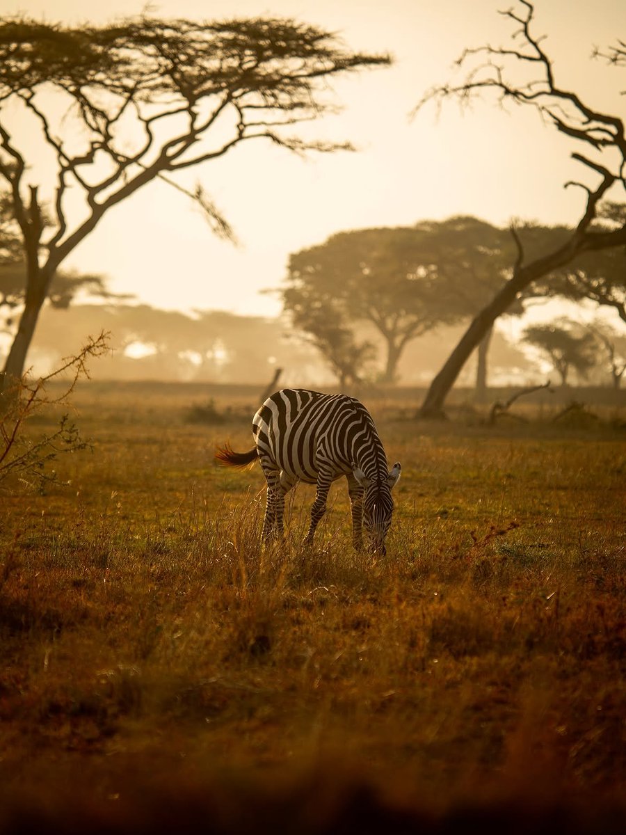 Charlesmuiah's tweet photo. Golden light, quiet moments and the kind of peace only the wild can give.. 

Somewhere in the savannah everything felt for a second.. https://t.co/JncVGNV4OH