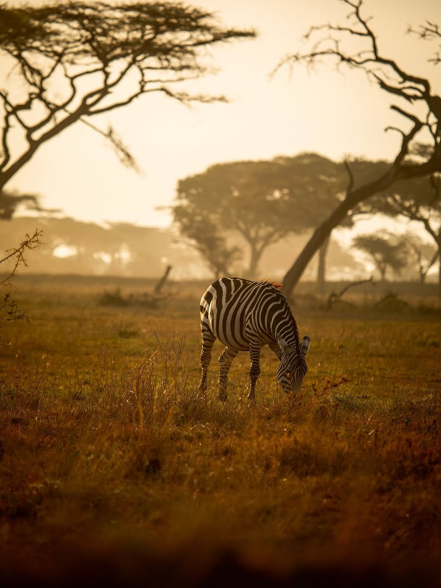 Charlesmuiah's tweet photo. Golden light, quiet moments and the kind of peace only the wild can give.. 

Somewhere in the savannah everything felt for a second.. https://t.co/JncVGNV4OH