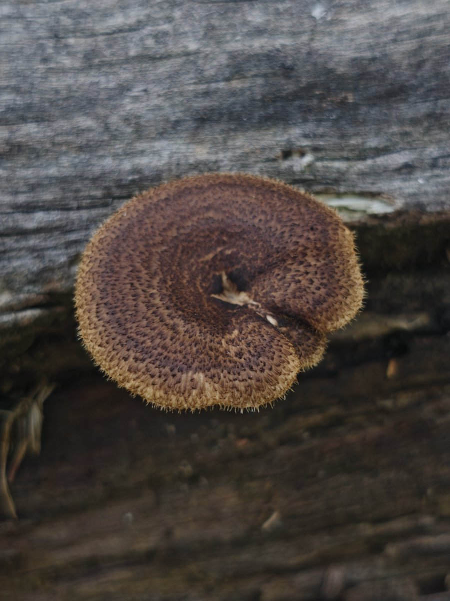 MantequillaL's tweet photo. ¡Hola, @Fungi_Cosas! 🍄 Encontré este hongo durante una caminata y me surgió la duda de si podría tratarse de un Polyporus. ¿Crees que vaya por buen camino o pertenezca a otro género? Te agradezco mucho. ¡Gracias! 😊 https://t.co/MsSuHCEYwi