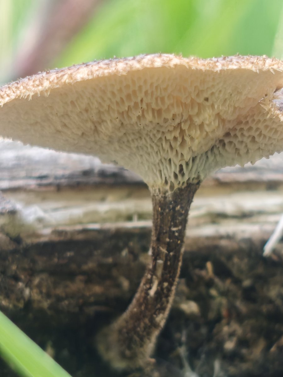MantequillaL's tweet photo. ¡Hola, @Fungi_Cosas! 🍄 Encontré este hongo durante una caminata y me surgió la duda de si podría tratarse de un Polyporus. ¿Crees que vaya por buen camino o pertenezca a otro género? Te agradezco mucho. ¡Gracias! 😊 https://t.co/MsSuHCEYwi