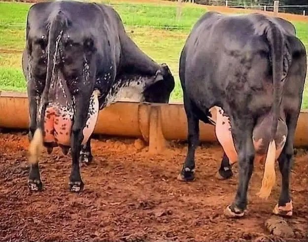 ivymuthe's tweet photo. I've heard that in Kenya, some farmers are paying KSh 800,000 for a single Girolando cow, with the seller claiming it can produce up to 70 litres of milk per day. That raises a question: why not buy three good local or crossbred cows at around KSh 150,000 each (total KSh 450,000) that produce 25 litres per day apiece? That would give you a combined 75 litres daily — more than the single expensive cow — while spending nearly half the money