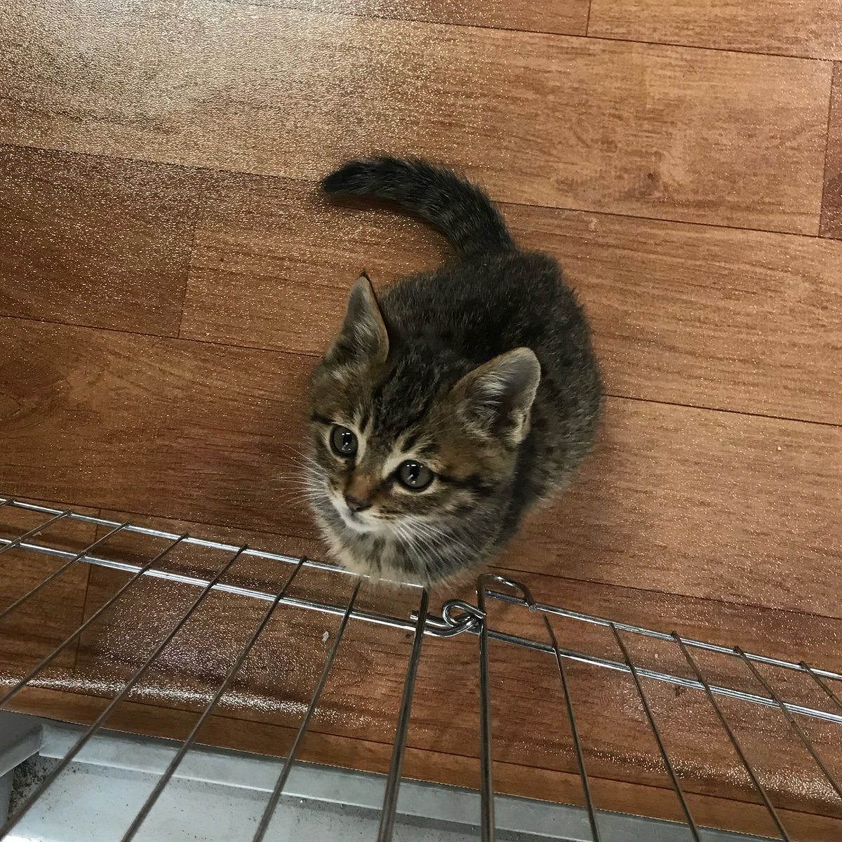lolounerose's tweet photo. 오늘 아기고양이의 날이라며 ????
아기고양이 시절 사진 방출 😻 https://t.co/XOiIN6l5V4