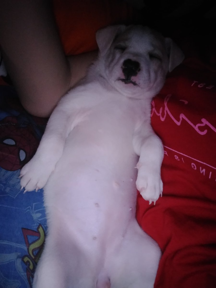 _breeaadd's tweet photo. Miss na miss na kita katabi sowi. Miss na miss ko na yung tulog mo na kahit alog alugin kita di ka nagigising. I miss you so muchhhhh https://t.co/BX1fGxNsJm