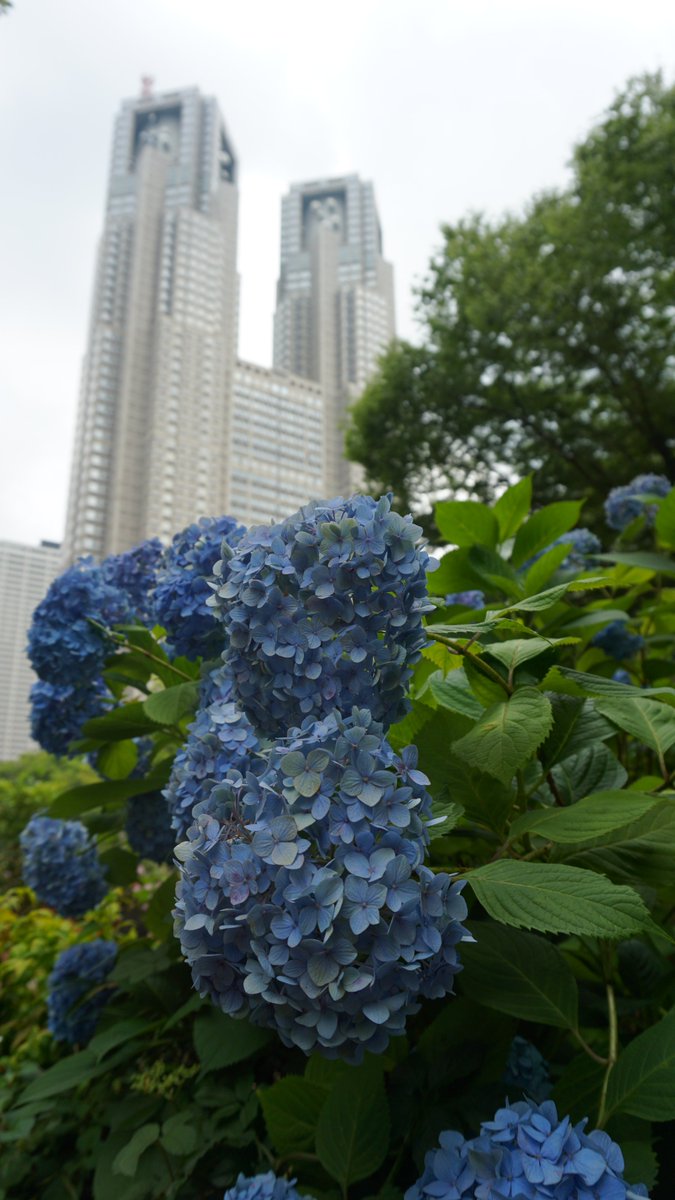 rei_zero39p's tweet photo. 紫陽花の記録①（６月） https://t.co/rsUbWnIulO