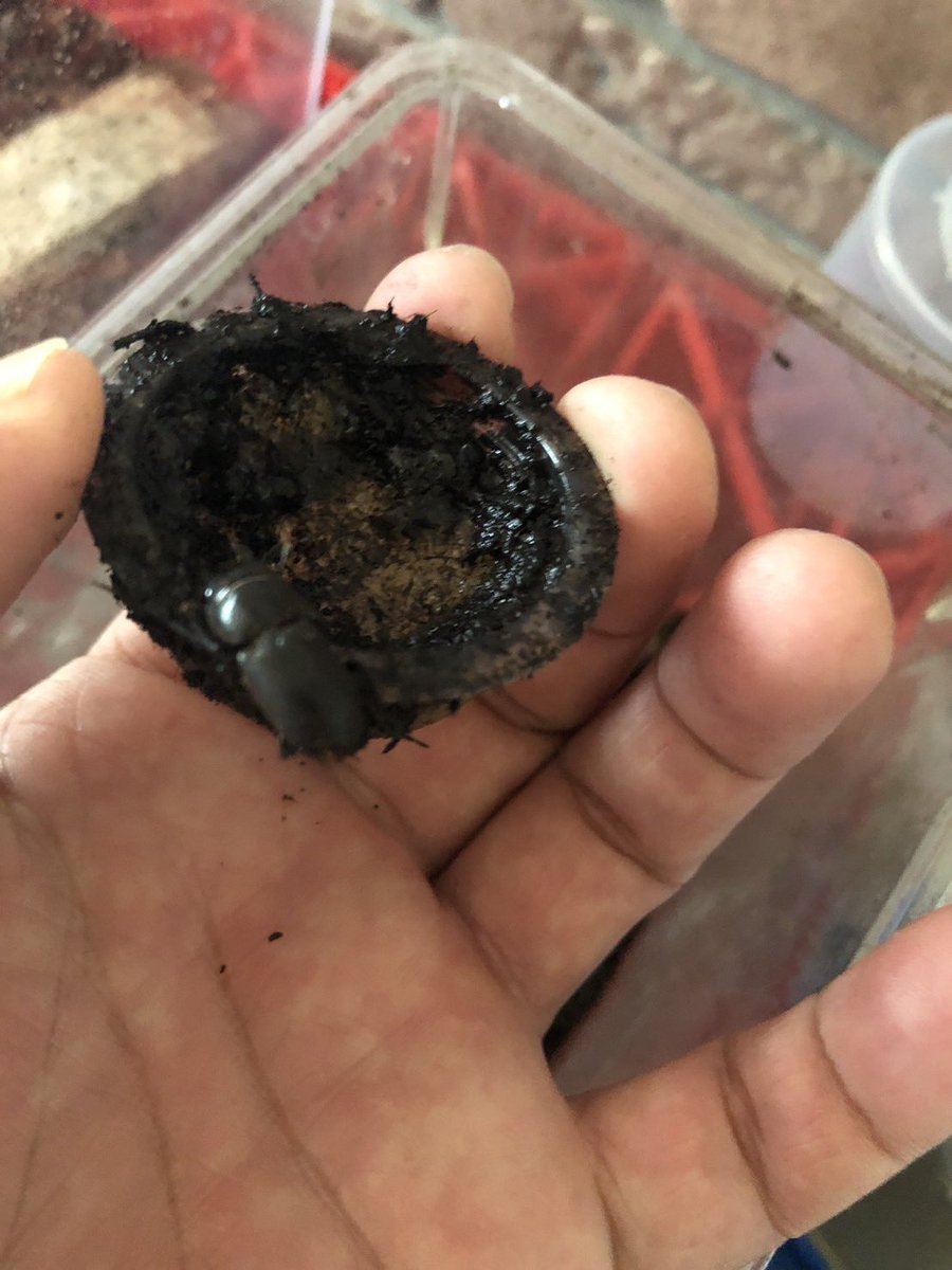 sonoda_sh's tweet photo. カブトムシのケースから
ミニミニクワガタが出てきた

ケースの中で妻が発見し、
そんなのいないよと
思っていたら本当にいた

#ちびクワガタ https://t.co/sxzzTckhyN