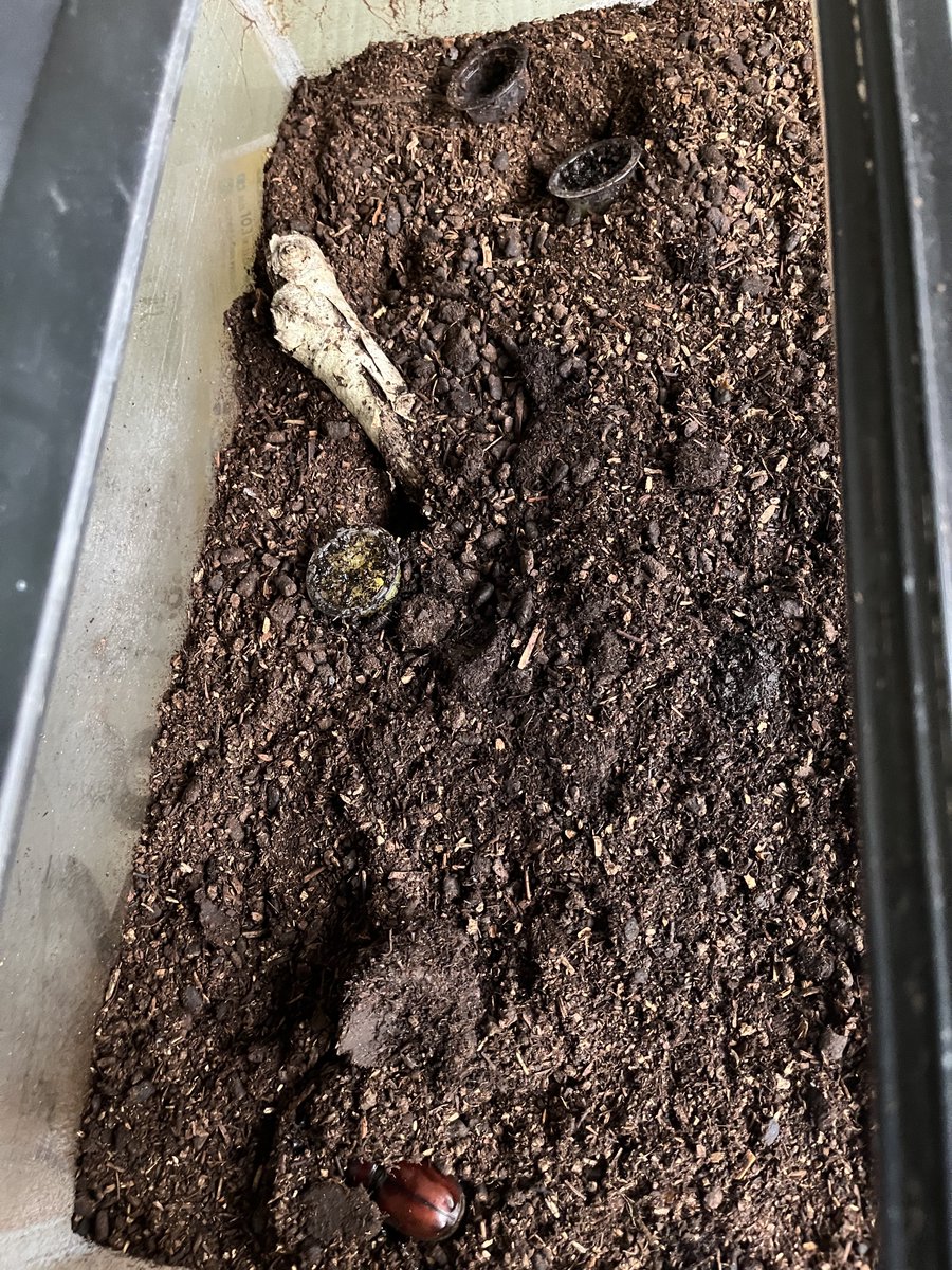 sonoda_sh's tweet photo. カブトムシのケースから
ミニミニクワガタが出てきた

ケースの中で妻が発見し、
そんなのいないよと
思っていたら本当にいた

#ちびクワガタ https://t.co/sxzzTckhyN