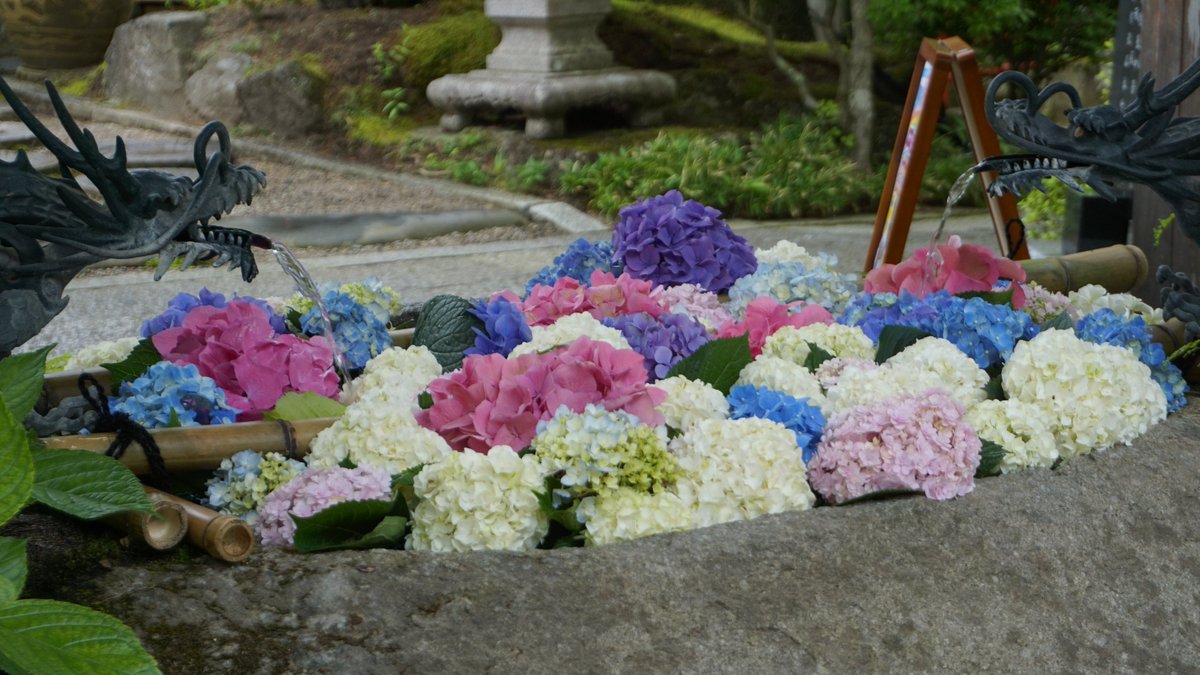 rei_zero39p's tweet photo. 紫陽花の記録①（６月） https://t.co/rsUbWnIulO