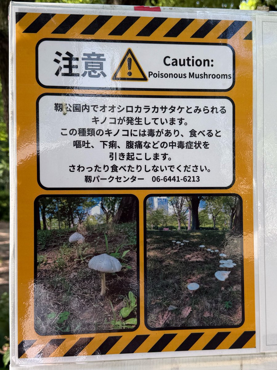 靱公園のキノコは毒キノコだって🍄☠️