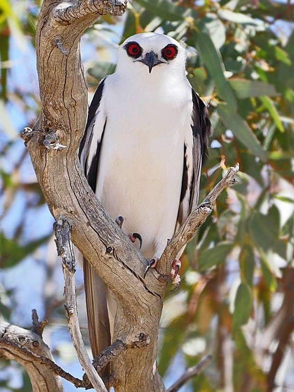 Letter-winged Kite, a small and rare raptor native to Australia. https ...