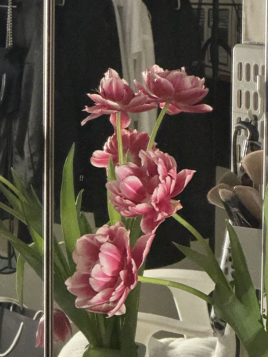 fawninglotus's tweet photo. you’re beautiful. beautiful like a flower catches the sun https://t.co/2jzdEiovLW