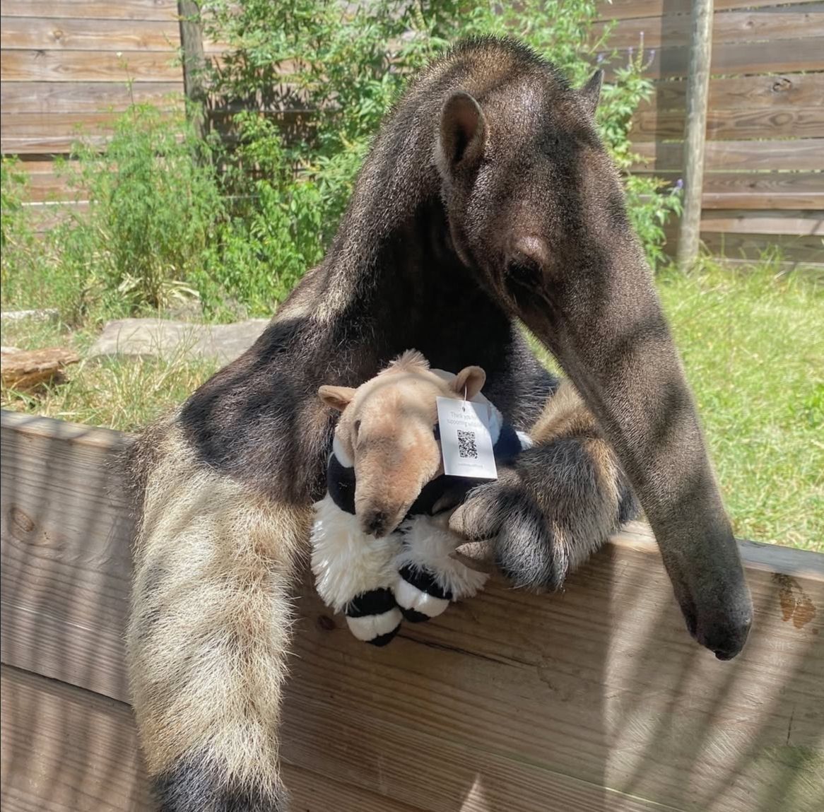 equine__dentist's tweet photo. look at him and his lil stuffed animal of himself 🥺 https://t.co/nr8y1iXbi7
