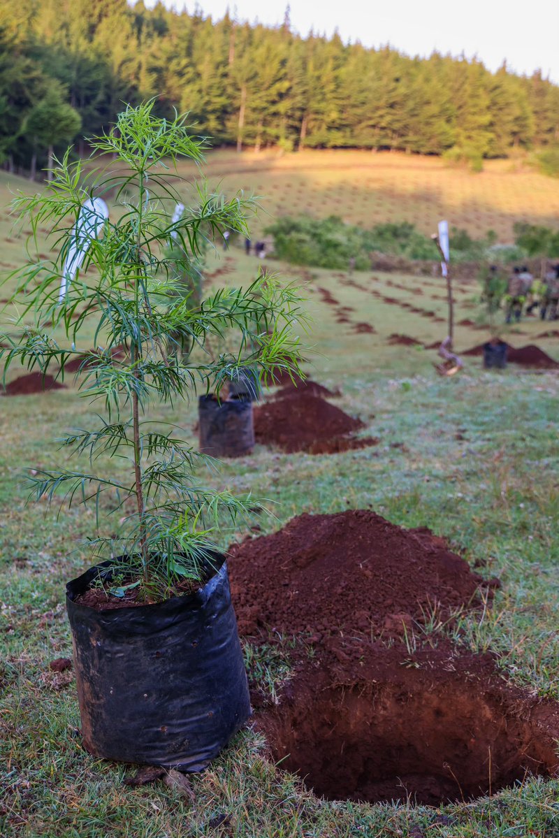 DrChrisKiptoo's tweet photo. The Kaptagat Forest Ecosystem comprises the Kipkabus, Penon, Kaptagat, Sabor, Kessup and Elgeyo Forest Stations. I am pleased that the ecosystem has now been fully restored, with the final section, a 22 hectare grassland at Chebior in Sabor Forest Station, planted today.

As we mark this milestone, the next phase of the Kaptagat Integrated Conservation Programme (KICP) will shift from forest restoration to the rehabilitation of the Keiyo Escarpment and hanging valleys, as well as the promotion of tree growing on community and private farms.
