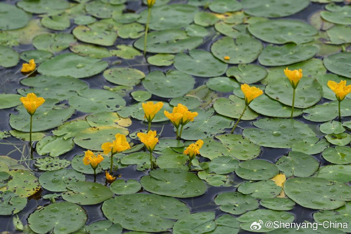 FriendlysyE's tweet photo. Shenyang's Summer Water Scenes Are Here! Globeflowers are in full bloom at Beita Park. Their golden blossoms sway along the water's edge, creating a delightful contrast with the rippling green waves. A gentle breeze wafts by, carrying a delicate, pleasant scent. #SummerFun https://t.co/0wUbJTW9iz