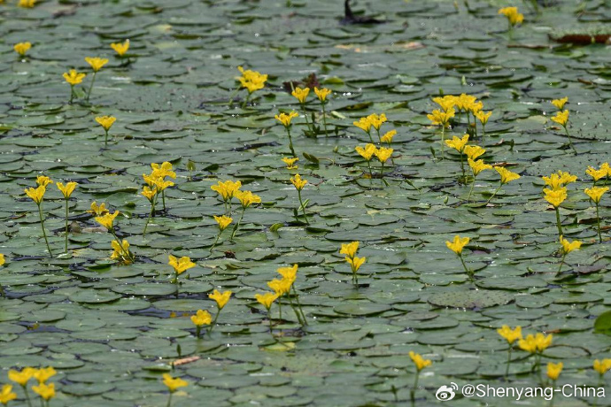 FriendlysyE's tweet photo. Shenyang's Summer Water Scenes Are Here! Globeflowers are in full bloom at Beita Park. Their golden blossoms sway along the water's edge, creating a delightful contrast with the rippling green waves. A gentle breeze wafts by, carrying a delicate, pleasant scent. #SummerFun https://t.co/0wUbJTW9iz