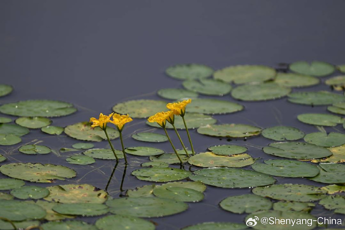 FriendlysyE's tweet photo. Shenyang's Summer Water Scenes Are Here! Globeflowers are in full bloom at Beita Park. Their golden blossoms sway along the water's edge, creating a delightful contrast with the rippling green waves. A gentle breeze wafts by, carrying a delicate, pleasant scent. #SummerFun https://t.co/0wUbJTW9iz