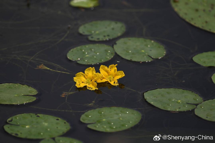 FriendlysyE's tweet photo. Shenyang's Summer Water Scenes Are Here! Globeflowers are in full bloom at Beita Park. Their golden blossoms sway along the water's edge, creating a delightful contrast with the rippling green waves. A gentle breeze wafts by, carrying a delicate, pleasant scent. #SummerFun https://t.co/0wUbJTW9iz