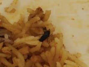 bablubablu9701's tweet photo. I found a fly in my biryani at Mehfil and when I complained, I was told it was "okay." This is unacceptable. Food safety cannot be ignored. What if someone falls sick because of such negligence? I request @cfs_telangana, @fssaiindia @foodsafetyghmc take appropriate action.#Mehfil https://t.co/VGClW5X11A